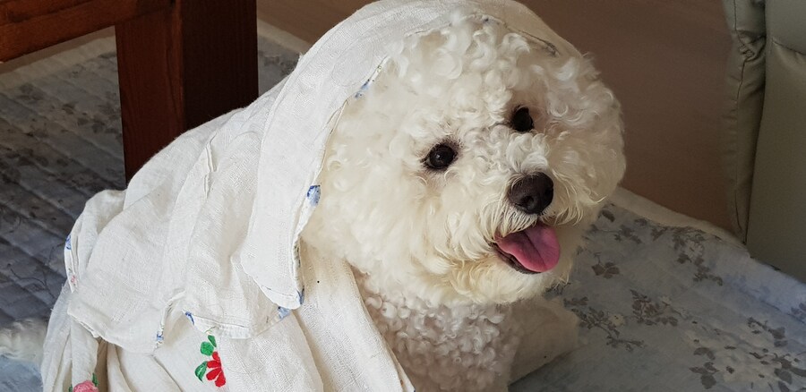 바나가 강아지별로 떠났습니다. (※스압 데이터 주의)_81.jpg