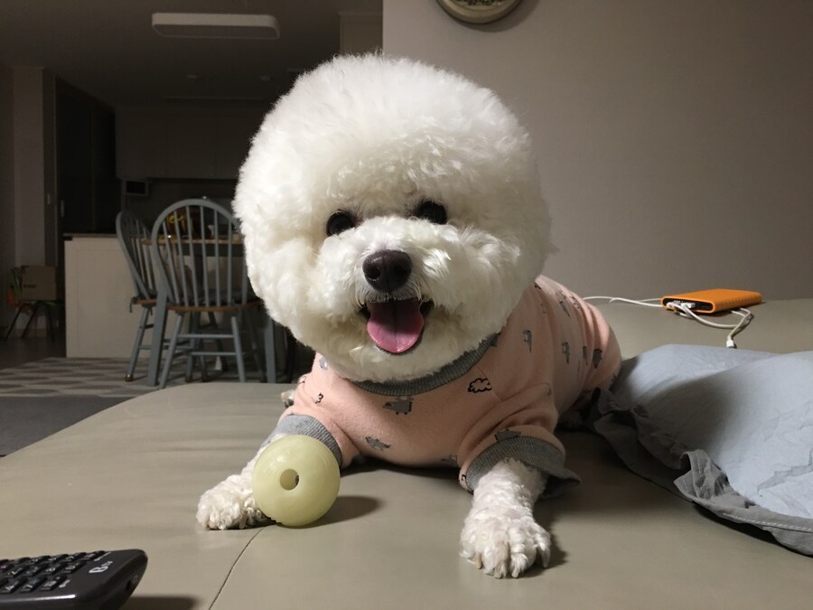 바나가 강아지별로 떠났습니다. (※스압 데이터 주의)_91.jpg