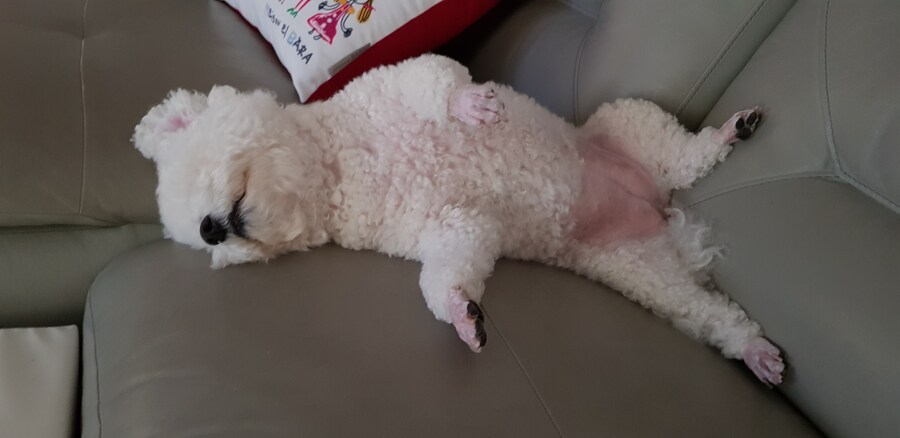 바나가 강아지별로 떠났습니다. (※스압 데이터 주의)_99.jpg