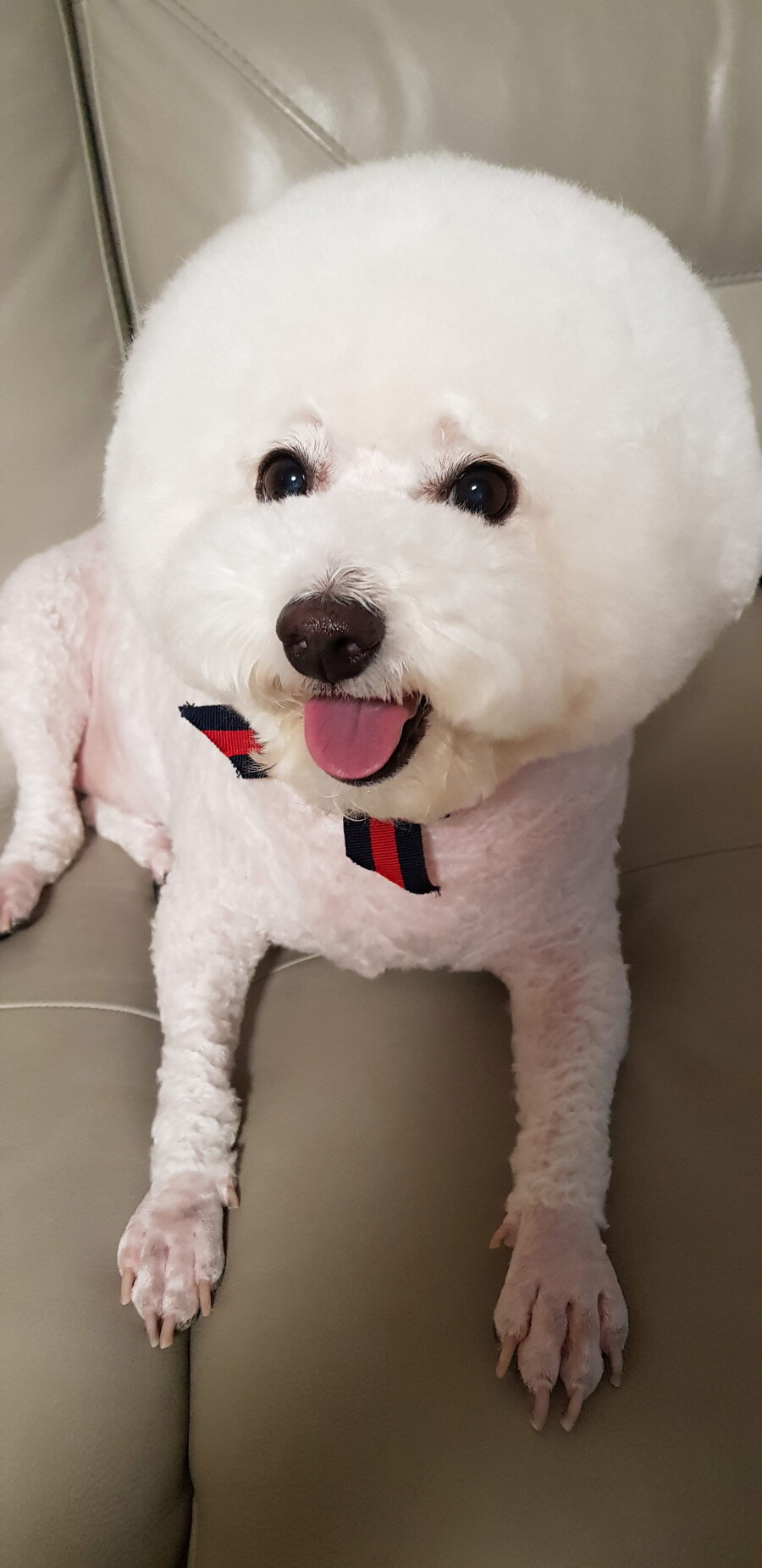 바나가 강아지별로 떠났습니다. (※스압 데이터 주의)_101.jpg