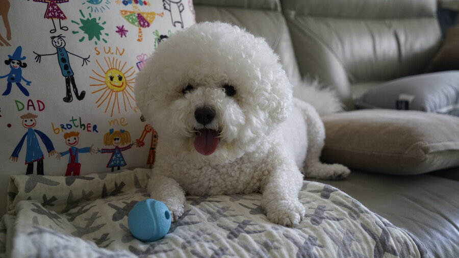 바나가 강아지별로 떠났습니다. (※스압 데이터 주의)_105.jpg