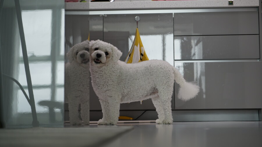 바나가 강아지별로 떠났습니다. (※스압 데이터 주의)_111.jpg