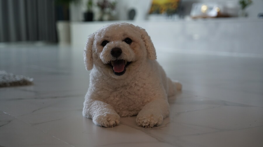 바나가 강아지별로 떠났습니다. (※스압 데이터 주의)_112.jpg