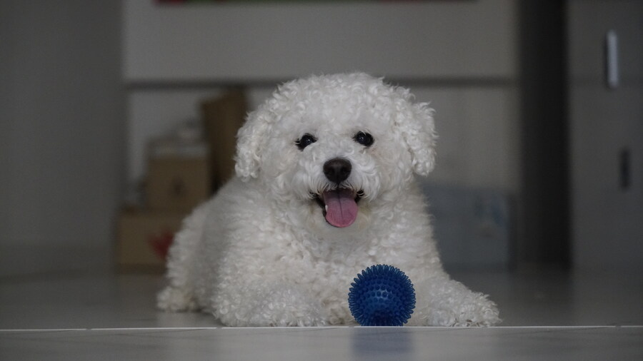 바나가 강아지별로 떠났습니다. (※스압 데이터 주의)_117.jpg