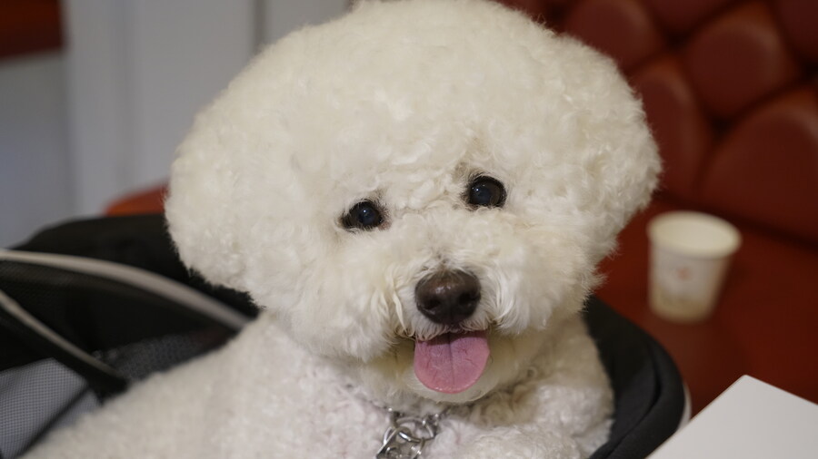 바나가 강아지별로 떠났습니다. (※스압 데이터 주의)_121.jpg