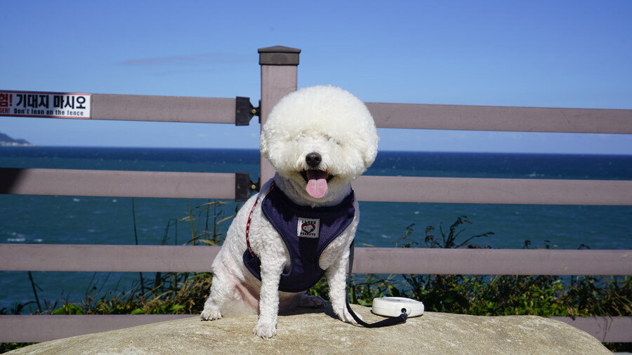 바나가 강아지별로 떠났습니다. (※스압 데이터 주의)_124.jpg