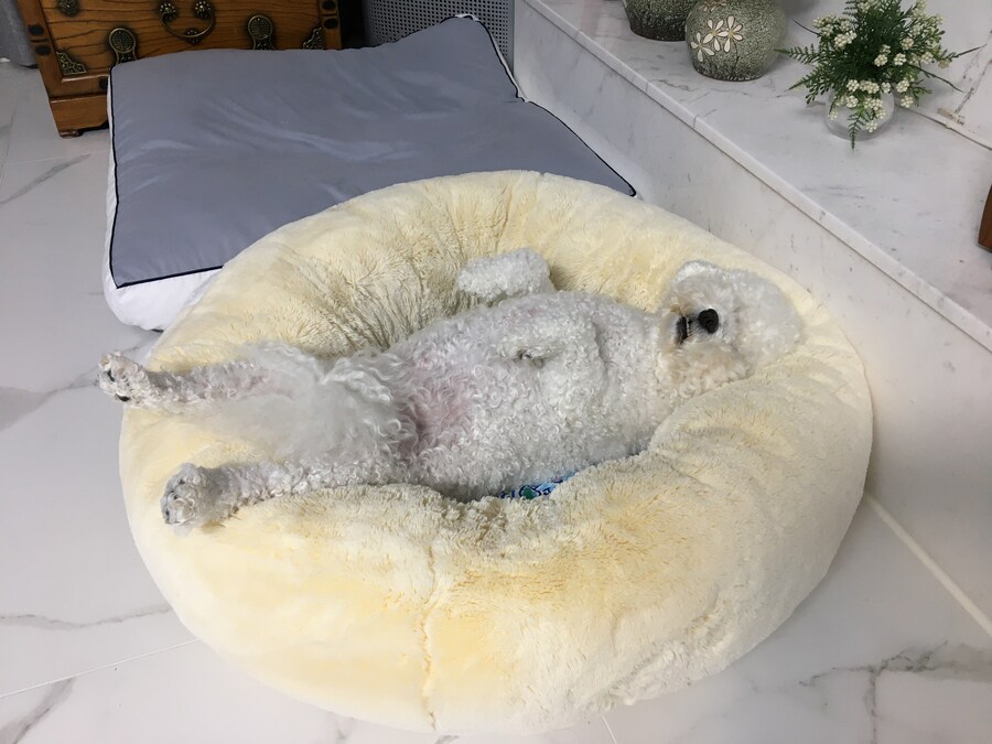 바나가 강아지별로 떠났습니다. (※스압 데이터 주의)_128.jpg