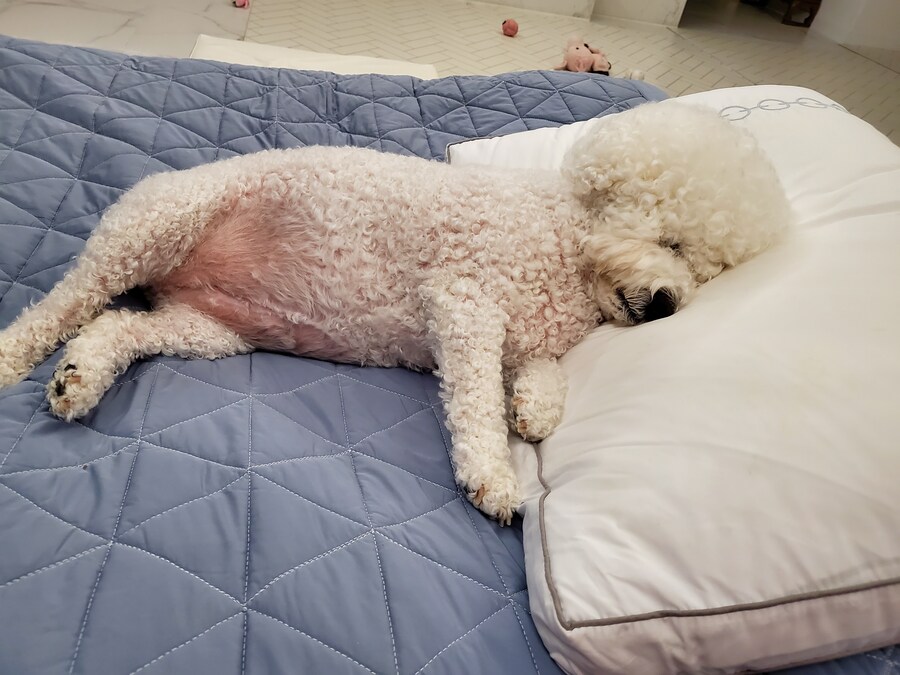 바나가 강아지별로 떠났습니다. (※스압 데이터 주의)_131.jpg