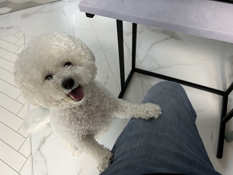 바나가 강아지별로 떠났습니다. (※스압 데이터 주의)_132.jpg