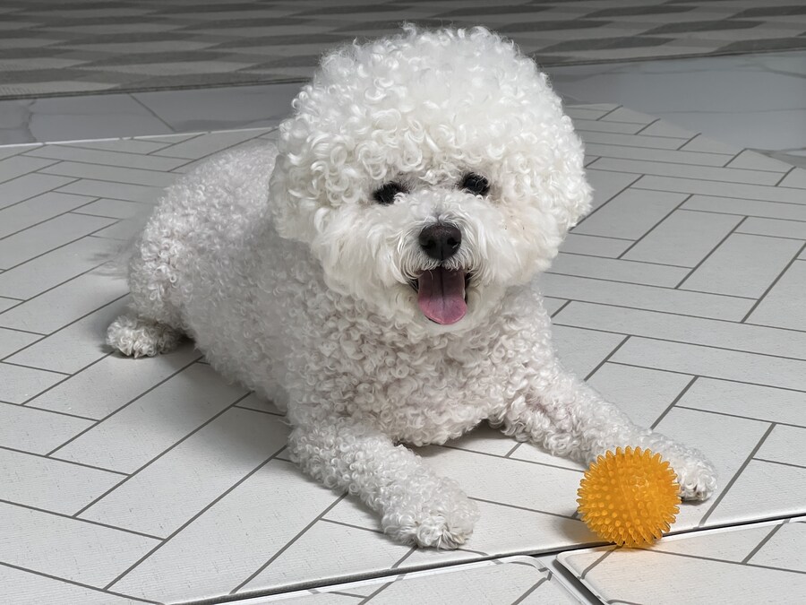 바나가 강아지별로 떠났습니다. (※스압 데이터 주의)_134.jpg