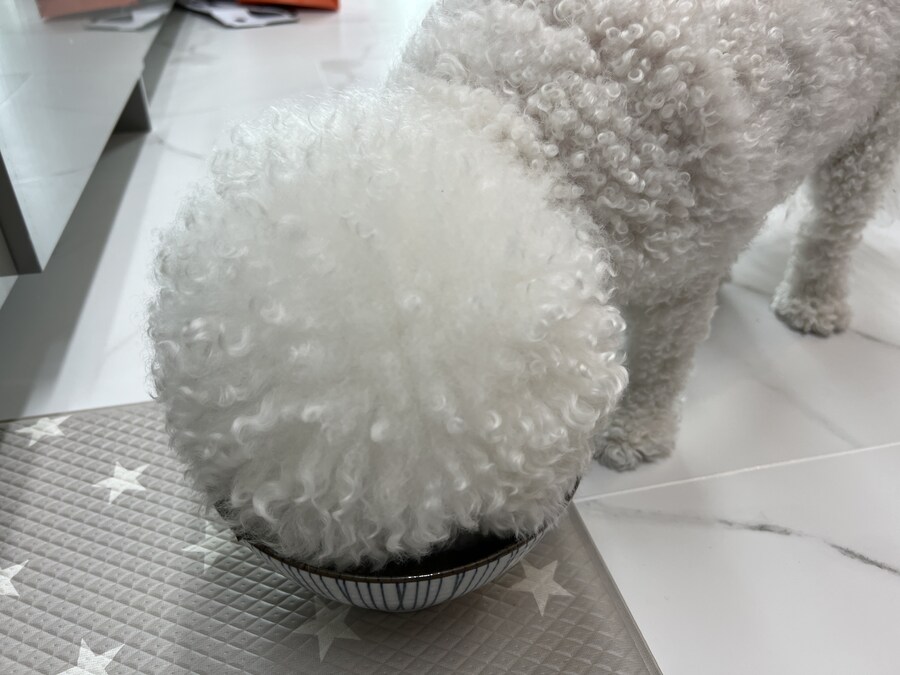 바나가 강아지별로 떠났습니다. (※스압 데이터 주의)_135.jpg