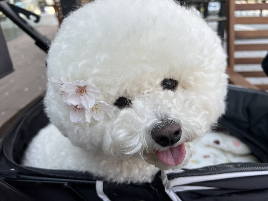 바나가 강아지별로 떠났습니다. (※스압 데이터 주의)_138.jpg