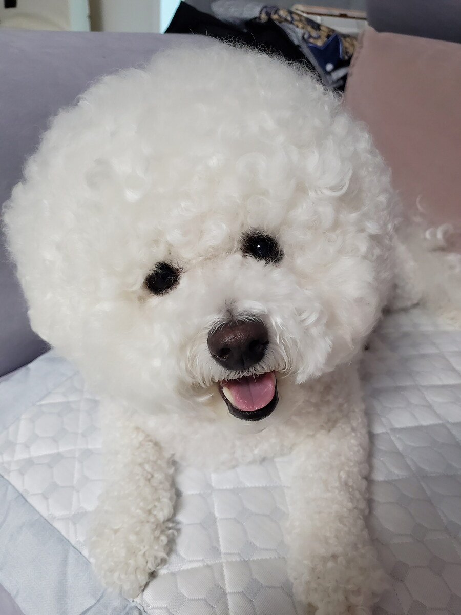 바나가 강아지별로 떠났습니다. (※스압 데이터 주의)_140.jpg