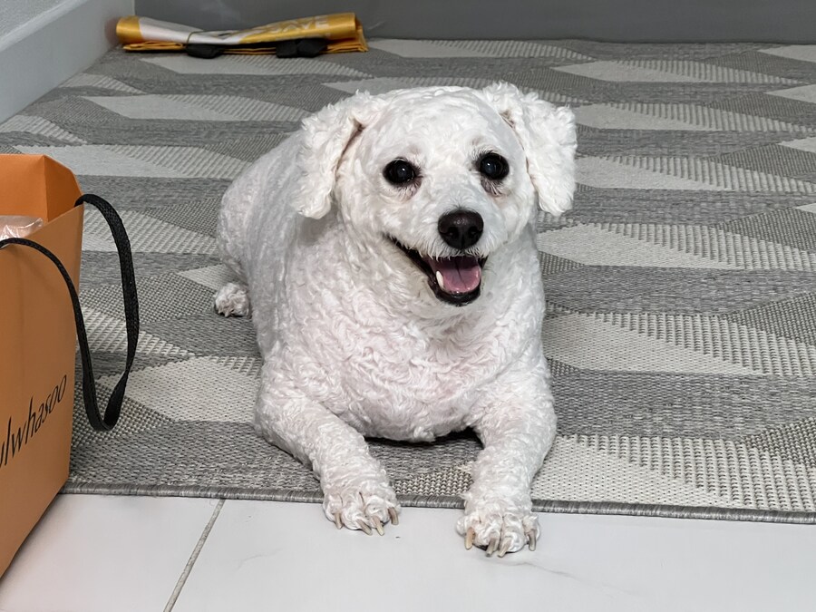 바나가 강아지별로 떠났습니다. (※스압 데이터 주의)_143.jpg