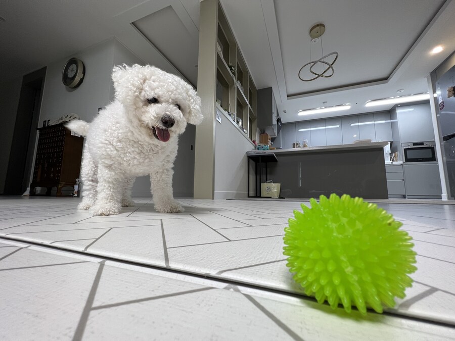 바나가 강아지별로 떠났습니다. (※스압 데이터 주의)_146.jpg