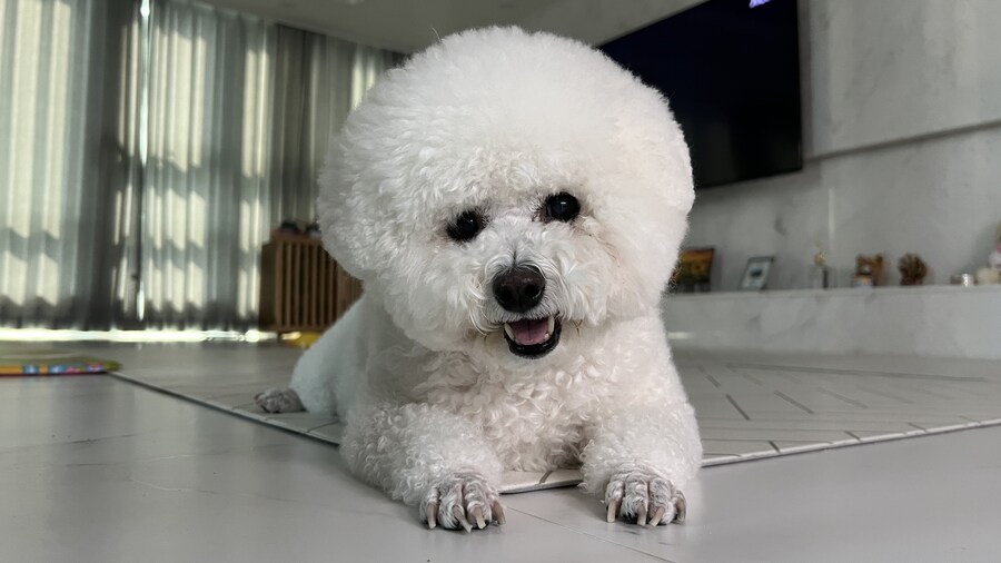 바나가 강아지별로 떠났습니다. (※스압 데이터 주의)_154.jpg