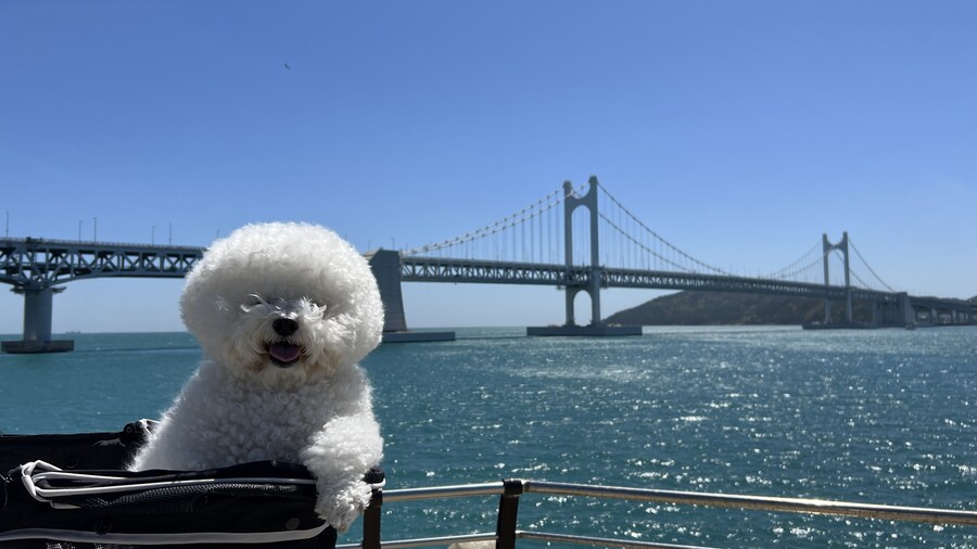 바나가 강아지별로 떠났습니다. (※스압 데이터 주의)_155.jpg