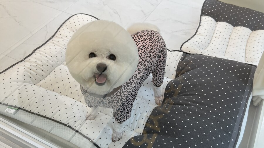 바나가 강아지별로 떠났습니다. (※스압 데이터 주의)_156.jpg