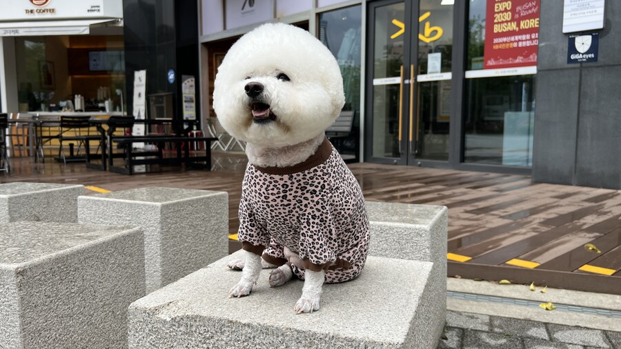 바나가 강아지별로 떠났습니다. (※스압 데이터 주의)_157.jpg