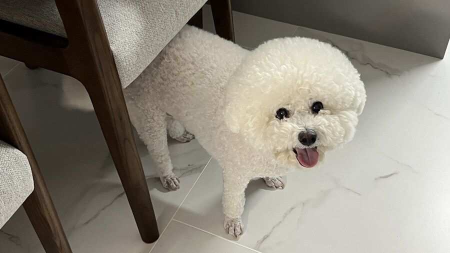 바나가 강아지별로 떠났습니다. (※스압 데이터 주의)_168.jpg