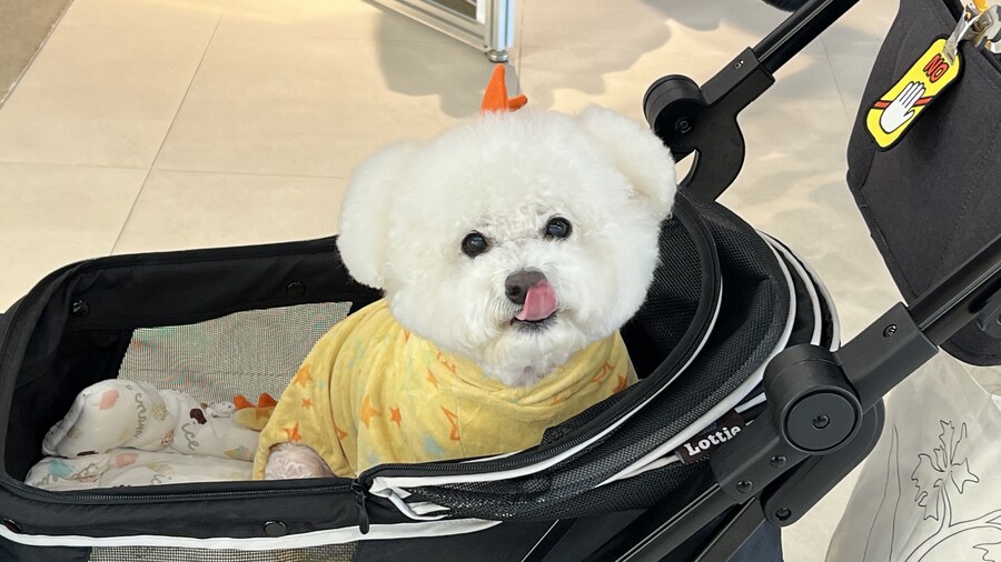 바나가 강아지별로 떠났습니다. (※스압 데이터 주의)_170.jpg