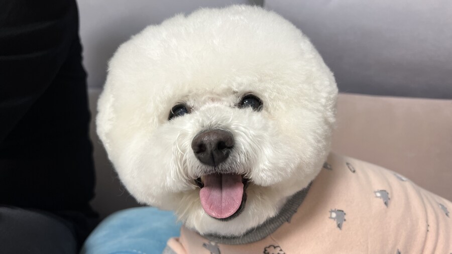 바나가 강아지별로 떠났습니다. (※스압 데이터 주의)_176.jpg