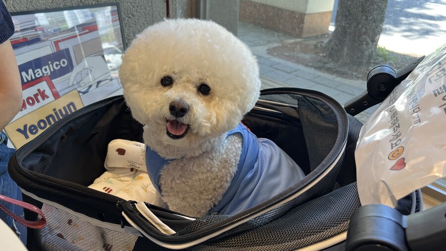 바나가 강아지별로 떠났습니다. (※스압 데이터 주의)_188.jpg