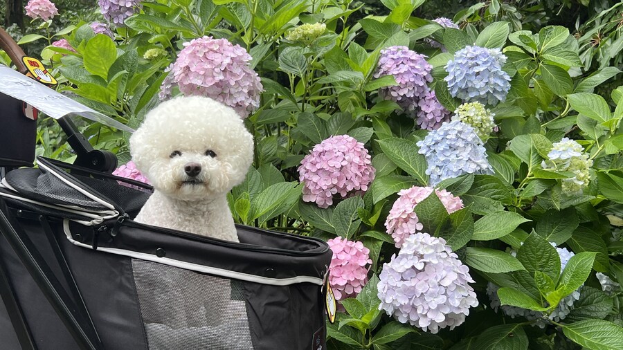 바나가 강아지별로 떠났습니다. (※스압 데이터 주의)_191.jpg