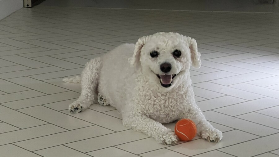 바나가 강아지별로 떠났습니다. (※스압 데이터 주의)_196.jpg