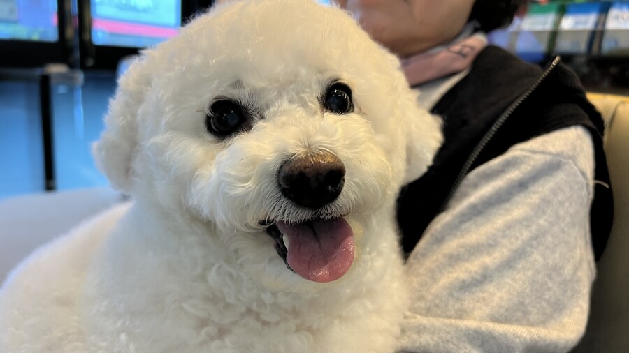 바나가 강아지별로 떠났습니다. (※스압 데이터 주의)_202.jpg