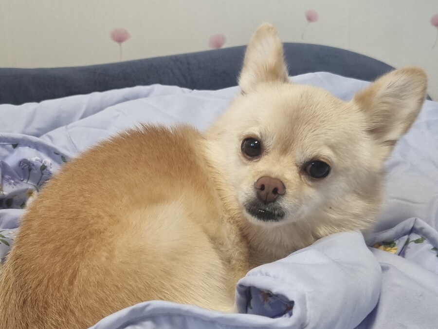 어머니의 5살 먹은 강아지가 방금 사고로 세상을 떠났습니다._1.jpg