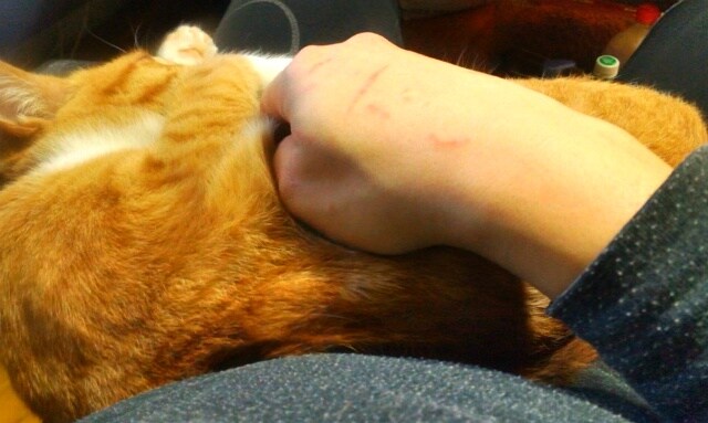 김난이가 고양이별로 떠났습니다._2.jpg