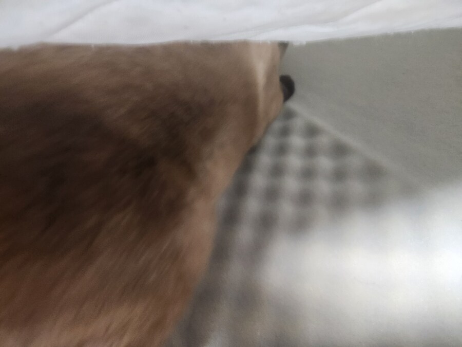 침대 매트리스 커버를 가는데 집 고양이가 나타났다!!!_10.jpg