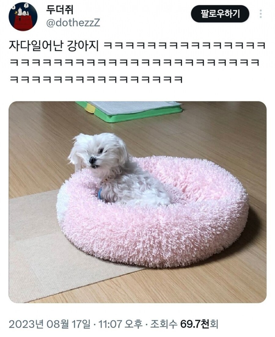 자다 일어난 강아지들.jpg_1.jpg