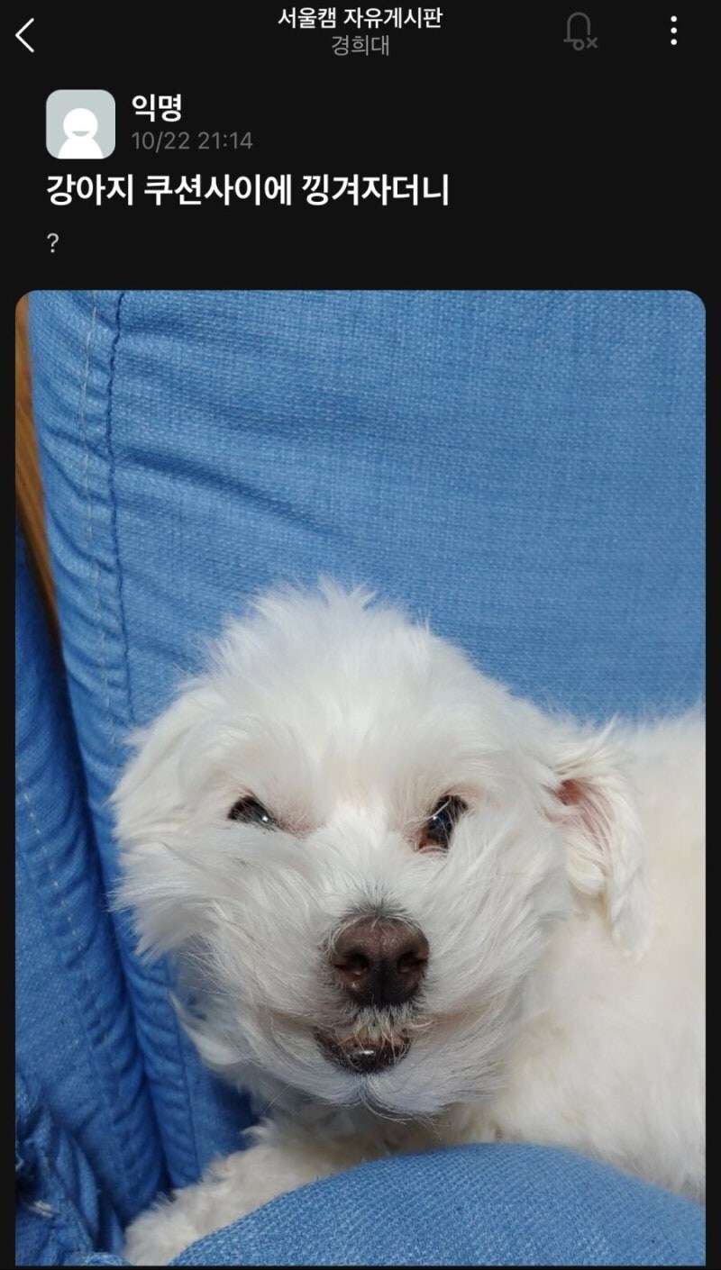 자다 일어난 강아지들.jpg_4.jpg