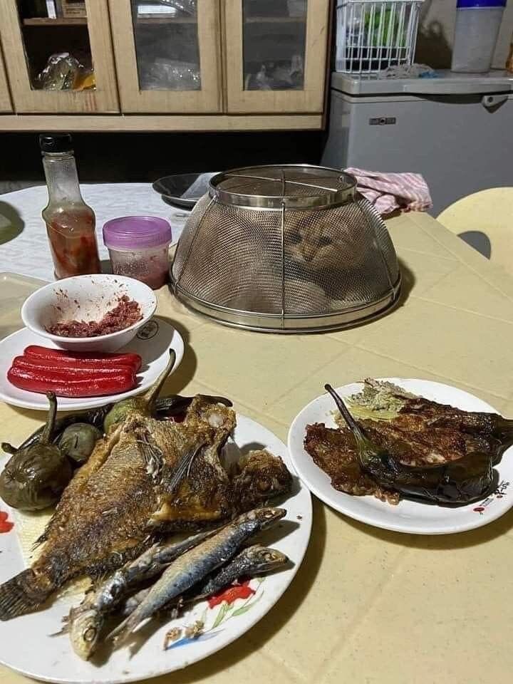 고냥이 있는집 생선 먹는날_1.jpg