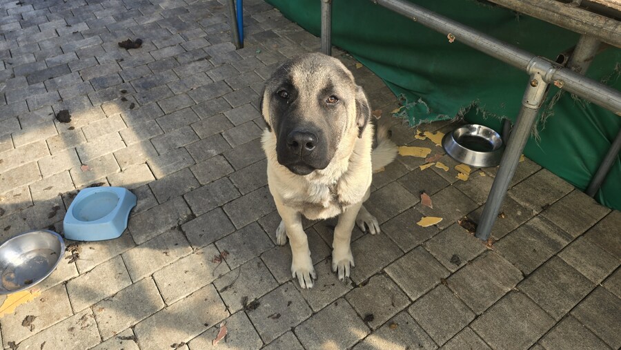 인생 첫 캉갈을 만났습니다!!! +_+_3.jpg