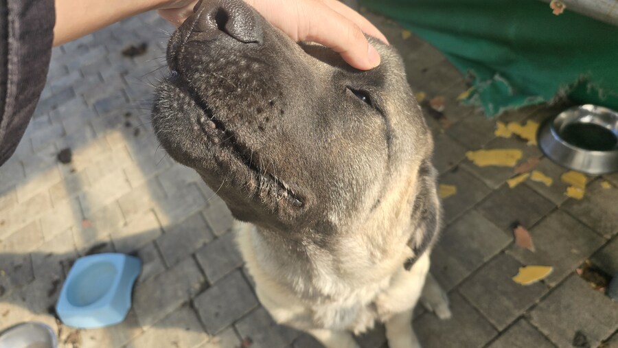 인생 첫 캉갈을 만났습니다!!! +_+_6.jpg