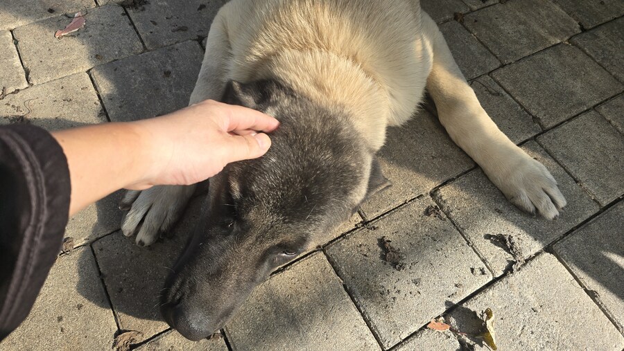 인생 첫 캉갈을 만났습니다!!! +_+_8.jpg