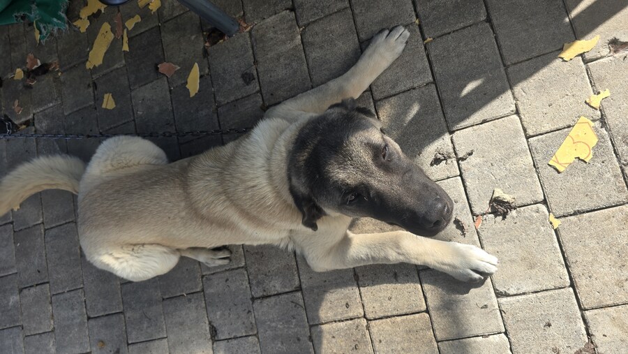 인생 첫 캉갈을 만났습니다!!! +_+_11.jpg