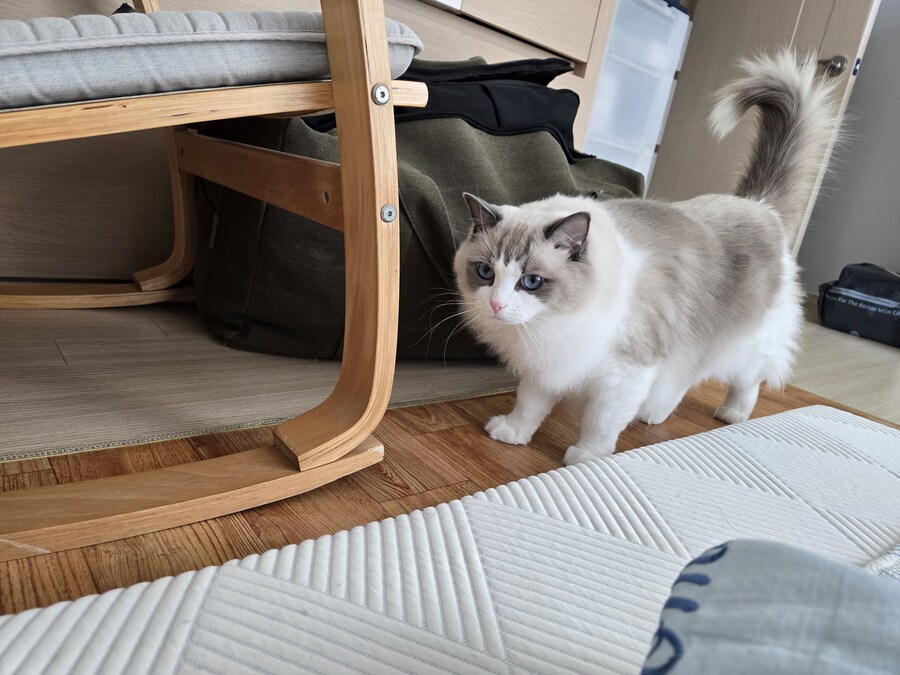 고양이 키우고 싶으신 분들 에게_2.jpg