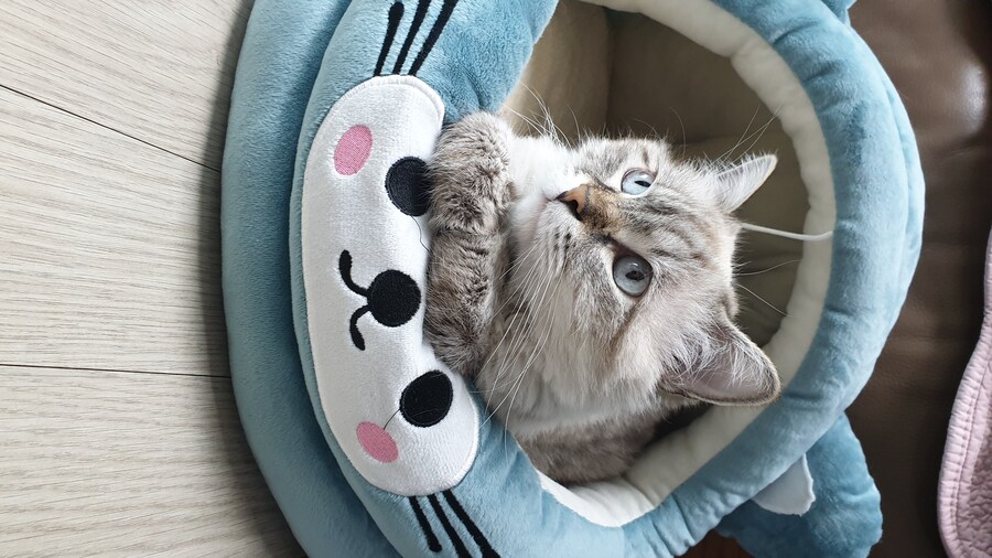 귀여움) "우리집 고양이 보고 갈래?"_1.jpg