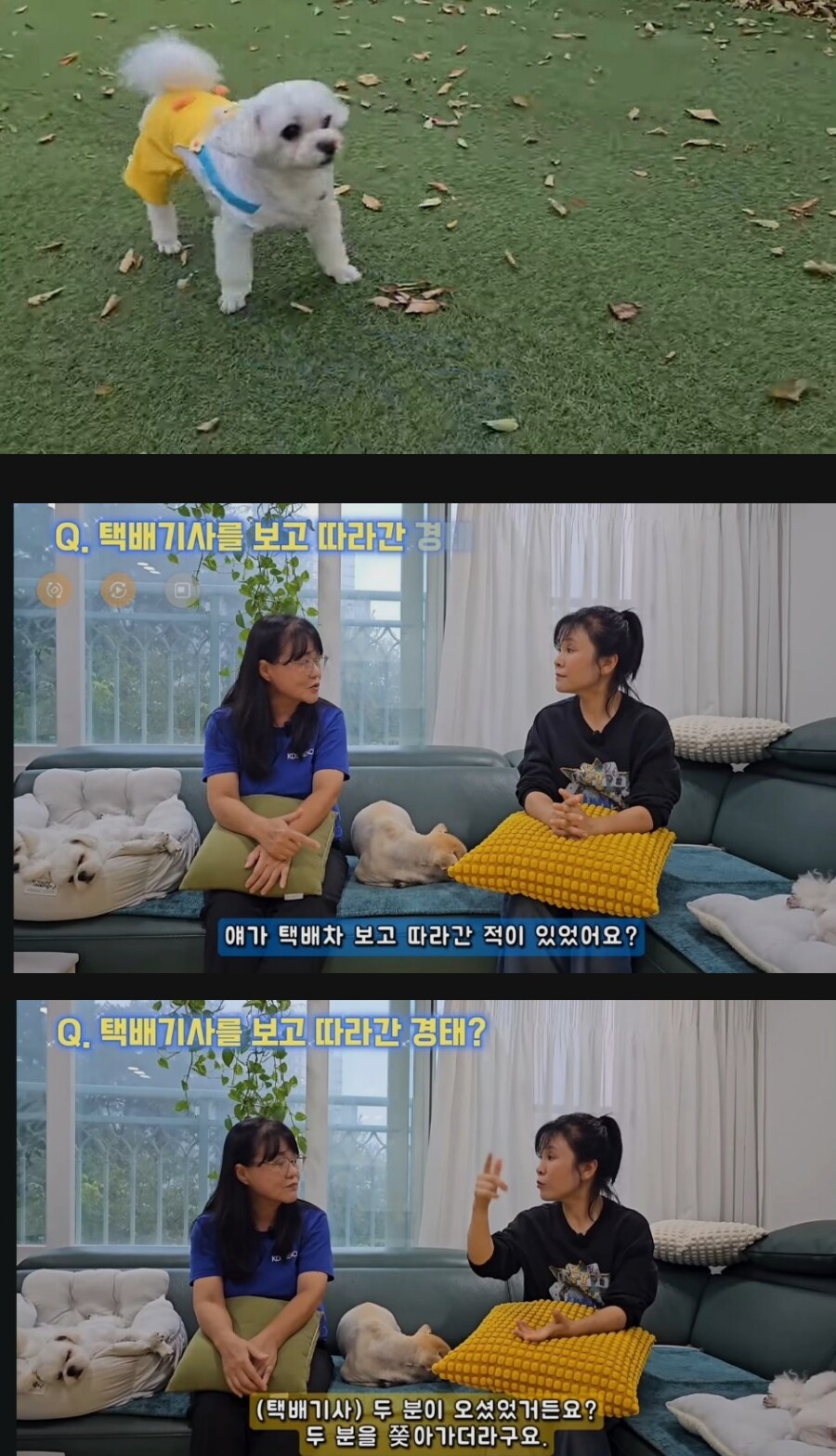 후원금 6억 먹튀 택배강아지 경태근황_1.png