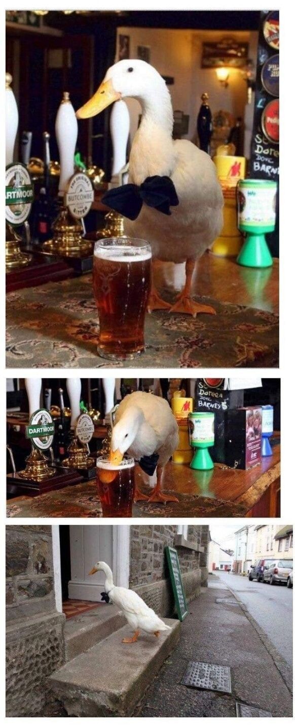 술먹고 수술받은 거위_1.jpg