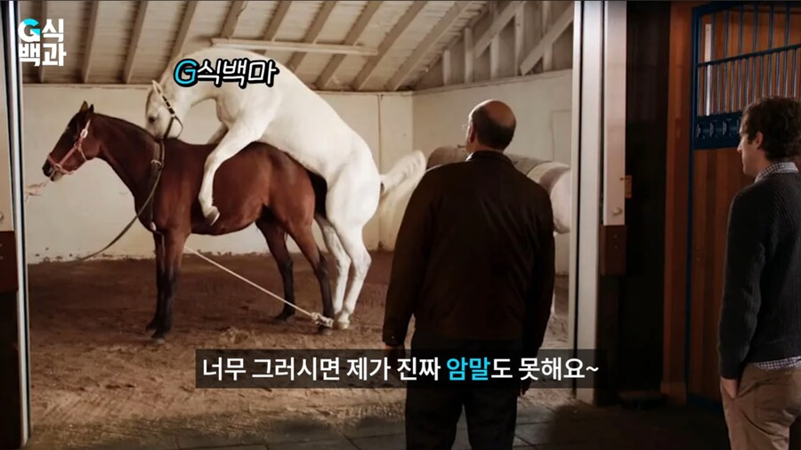 G식백과 최근 영상 요약_1.jpg