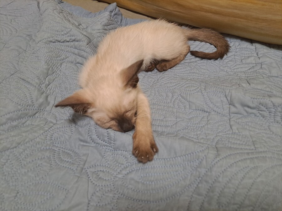 이번 설에도 부산 내려가는 기차 잘타는 고양이 모카~~~_1.jpg