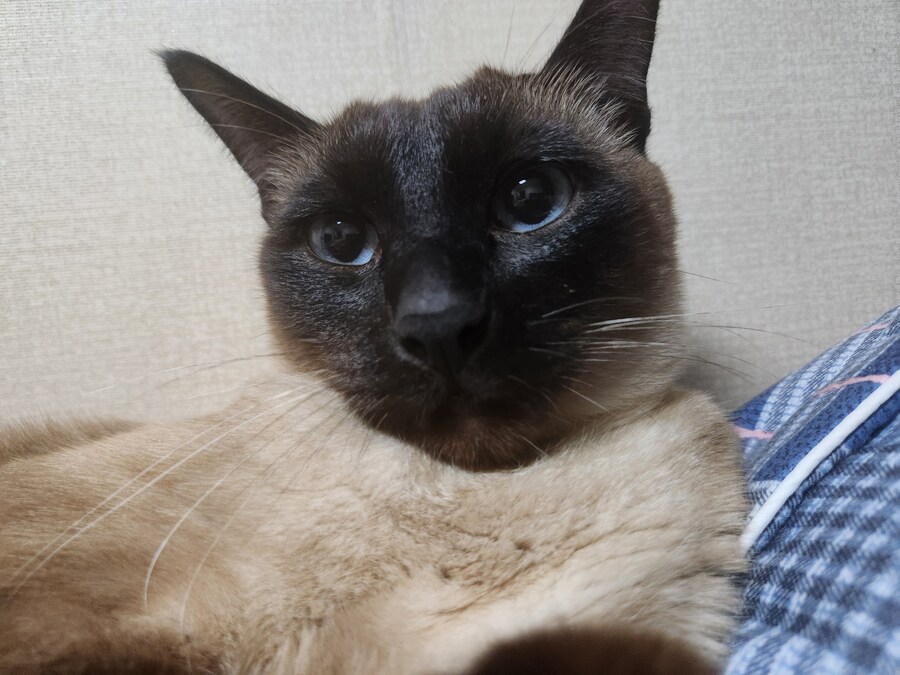 이번 설에도 부산 내려가는 기차 잘타는 고양이 모카~~~_4.jpg