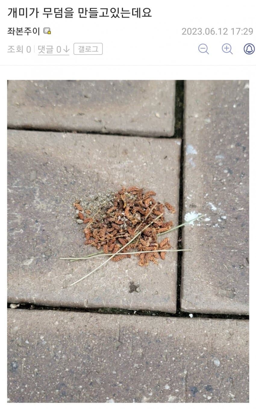 개미가 무덤을 만들고 있는데요_1.jpg