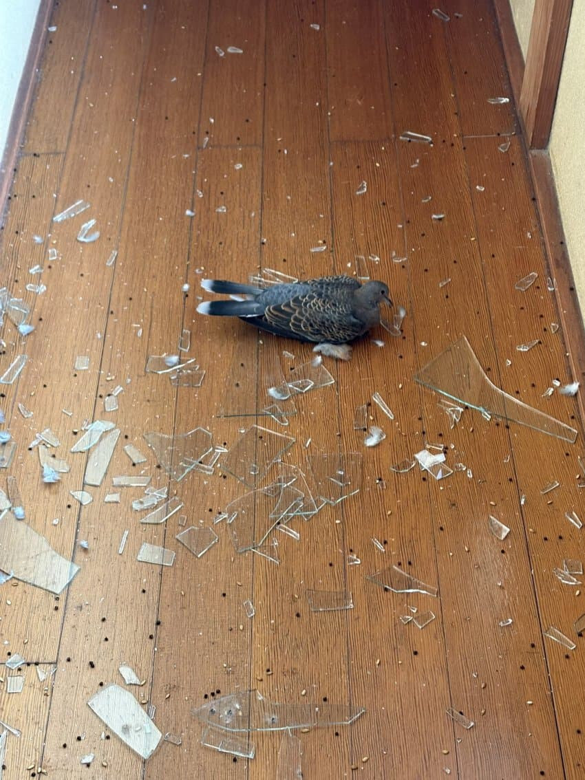 창문에 자폭드론이 꼴박한걸줄 알았다는 일본인.jpg_3.jpg