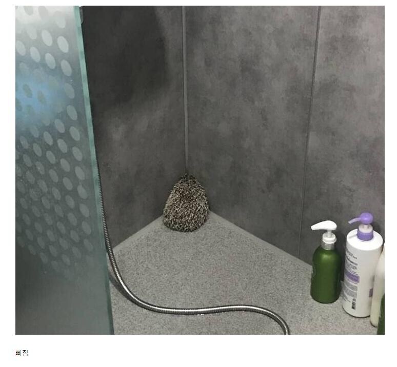 샤워한 고슴도치 결국…_1.jpg